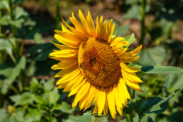 Sunflower field. Agriculture, sunflower seeds growing concept