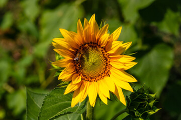 Sunflower field. Agriculture, sunflower seeds growing concept