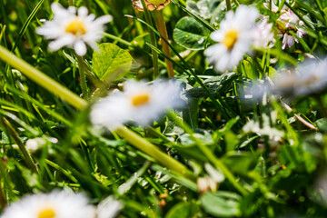 Nature scene with blooming bellis perennis, commonly known as the white daisy © Vlad Ispas