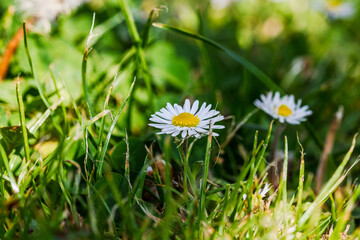 Nature scene with blooming bellis perennis, commonly known as the white daisy © Vlad Ispas