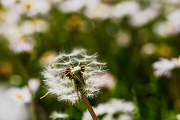 Nature scene with blooming taraxacum, commonly known as dandelion