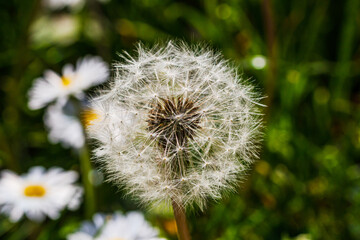 Nature scene with blooming taraxacum, commonly known as dandelion