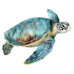 Fototapeta premium A beautiful sea turtle swimming gracefully in clear blue ocean water isolated on transparent background