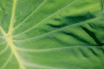 background green leaf surface close-up