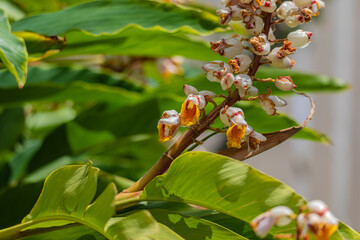 white and yellow flowers on a branch
