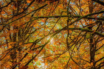 autumn leaves in the forest