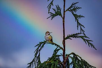 Hummingbird with Rainbow Background