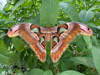 Full view of Atlas moth (Attacus atlas) perched on plant