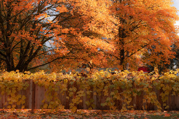 Autumn leaves with fence