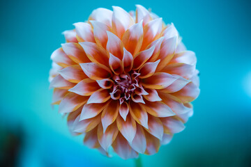orange flower on blue background