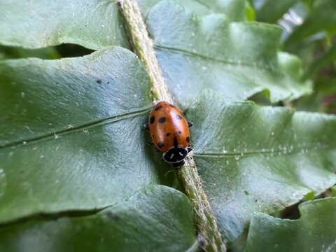 Close-up of a convergent ladybug (Hippodamia convergens) on a fern leaf