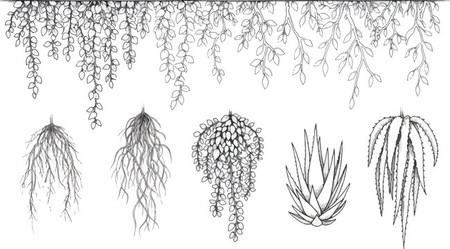 Set of hanging plants and vines for decoration, greenery, or botanical illustration purposes