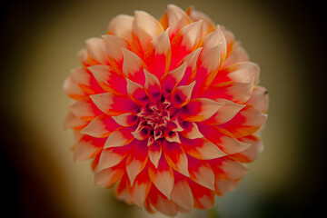 red dahlia flower macro