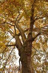 Grand platane en automne au jardin