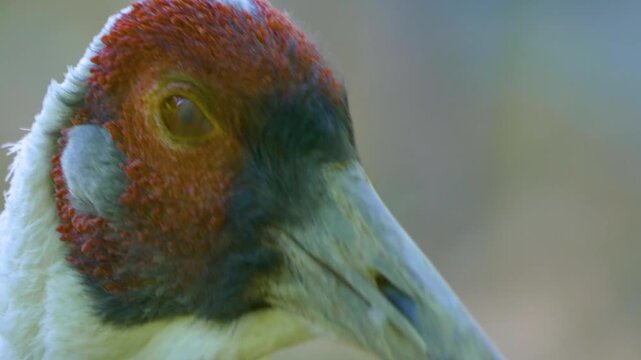 Close up of White-naped crane head and beak looking around and grooming on a sunny day