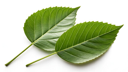 Fototapeta premium Frangipani leaf isolated on white background. green leaf isolated