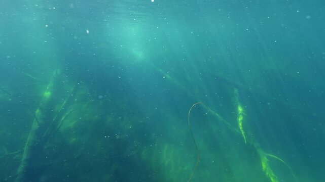 Horsehair worm swimming underwater