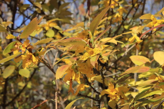 forsythia blooms in the fall