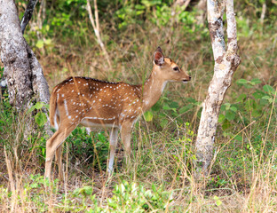 Isolated spotted deer fawn standing in the forest