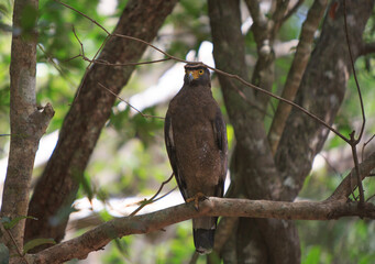 Crested Serpent Eagle (Spilornis cheela), resting in a tree in Wilpattu National Park, Sri Lanka