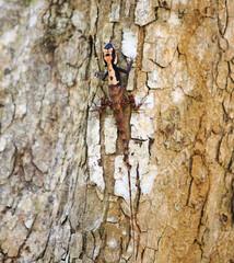 Tree Lizard on a tree trunk - it is able to change it's colour from white to orange