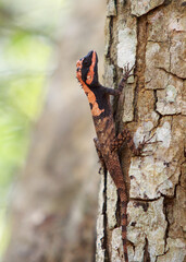 Side profile of a rare tree lizard, which has changed it's coulour to Orange, while climbing a tree