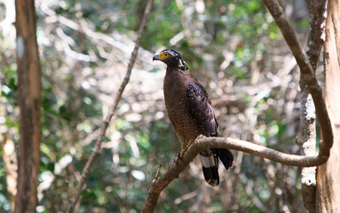 Serpent Eagle resting on a large tree btranch with a natural forest background in Wilpattu National Park, Sri Lanka