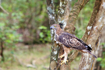 The changeable hawk-eagle or crested hawk-eagle is a large bird of prey species of the family Accipitridae.  It is perched on a tree trunk looking alert