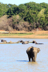 Portrait view of an Asian Elephant with a herd of out of focus Water Buffalo in the backgroun, Yala National Park, Sri Lanka