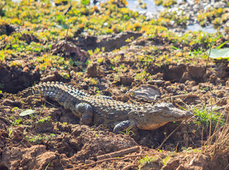 Asian Crocodile on the muddy shoreline in Yala National Park, Sri Lanka