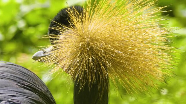 Close up of black crowned crane head and beak looking around while resting ona meadow on a sunny day
