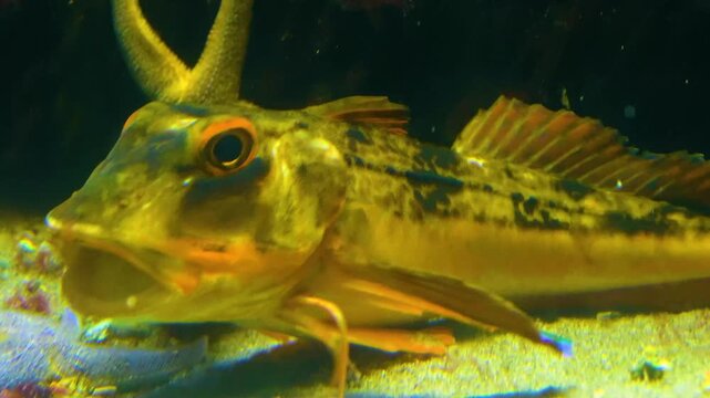Close up of a Tub Gurnard robbin fish moving and walking with legs  along the sea ground underwater