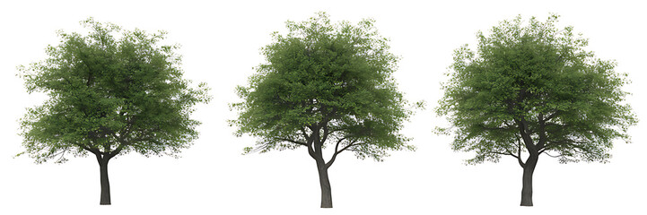 tree isolated on white background