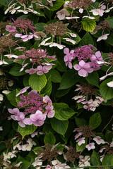 Beautiful pink hydrangea flowers in full bloom surrounded by lush green foliage in a garden setting