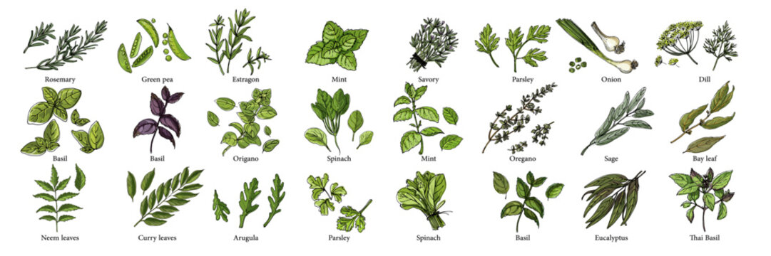 Vector food illustration colorful hand drawn vegetables, herbs