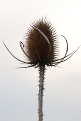 thistle, silhouette, 