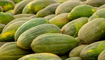 A juicy Asian melon. A harvest of ripe melons lies in a large pile in a field in the sunset light. A close-up of many melons.