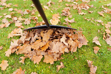 Low Angle Close-Up of Rake on Wet Fallen Autumn Leaves and Green Grass