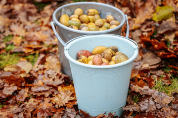 A pink plastic bucket filled with freshly harvested potatoes sits on the ground covered with autumn leaves and grass.