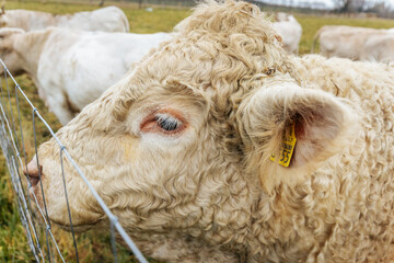 A herd of white cows and calves grazes and gathers in a muddy pasture, with a backdrop of bare trees and overcast autumn skies in the countryside.