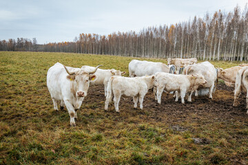 Obraz premium A herd of white cows and calves grazes and gathers in a muddy pasture, with a backdrop of bare trees and overcast autumn skies in the countryside.