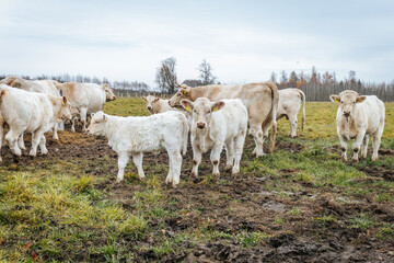 Obraz premium A close-up of a fluffy cow's nose pressed against a fence as someone captures the moment with a smartphone, highlighting a charming farmyard interaction.
