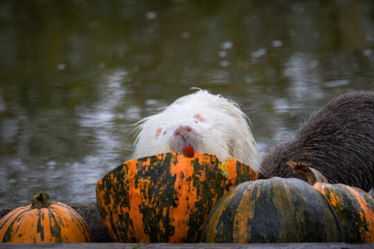 Two nutrias (one white and one grey) sit on halves of pumpkins and eat them on a cloudy autumn day against a green water background.	
