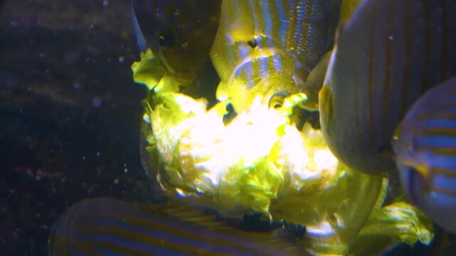 Close up of a school of yellow snapper fish feeding on lettuce underwater
