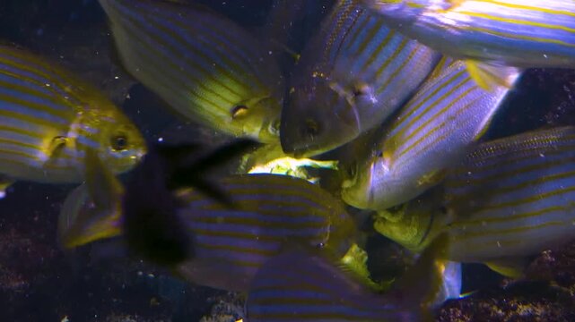 Close up of a school of yellow snapper fish feeding on lettuce underwater