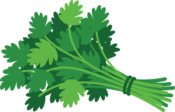 A fresh green bunch of cilantro or parsley herb for cooking garnish isolated vector illustration