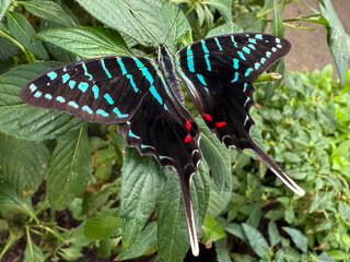 Black swordtail butterfly (Graphium colonna) on tropical greenhouse plant © Brenna