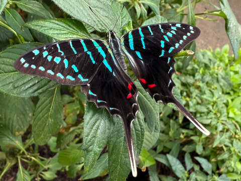 Black swordtail butterfly (Graphium colonna) on tropical greenhouse plant