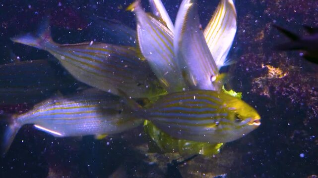 Close up of a school of yellow snapper fish feeding on lettuce underwater