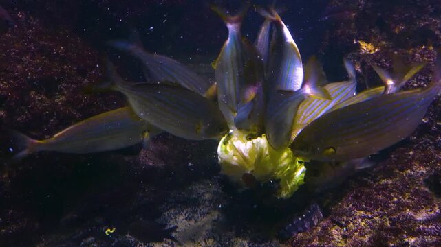 Close up of a school of yellow snapper fish feeding on lettuce underwater